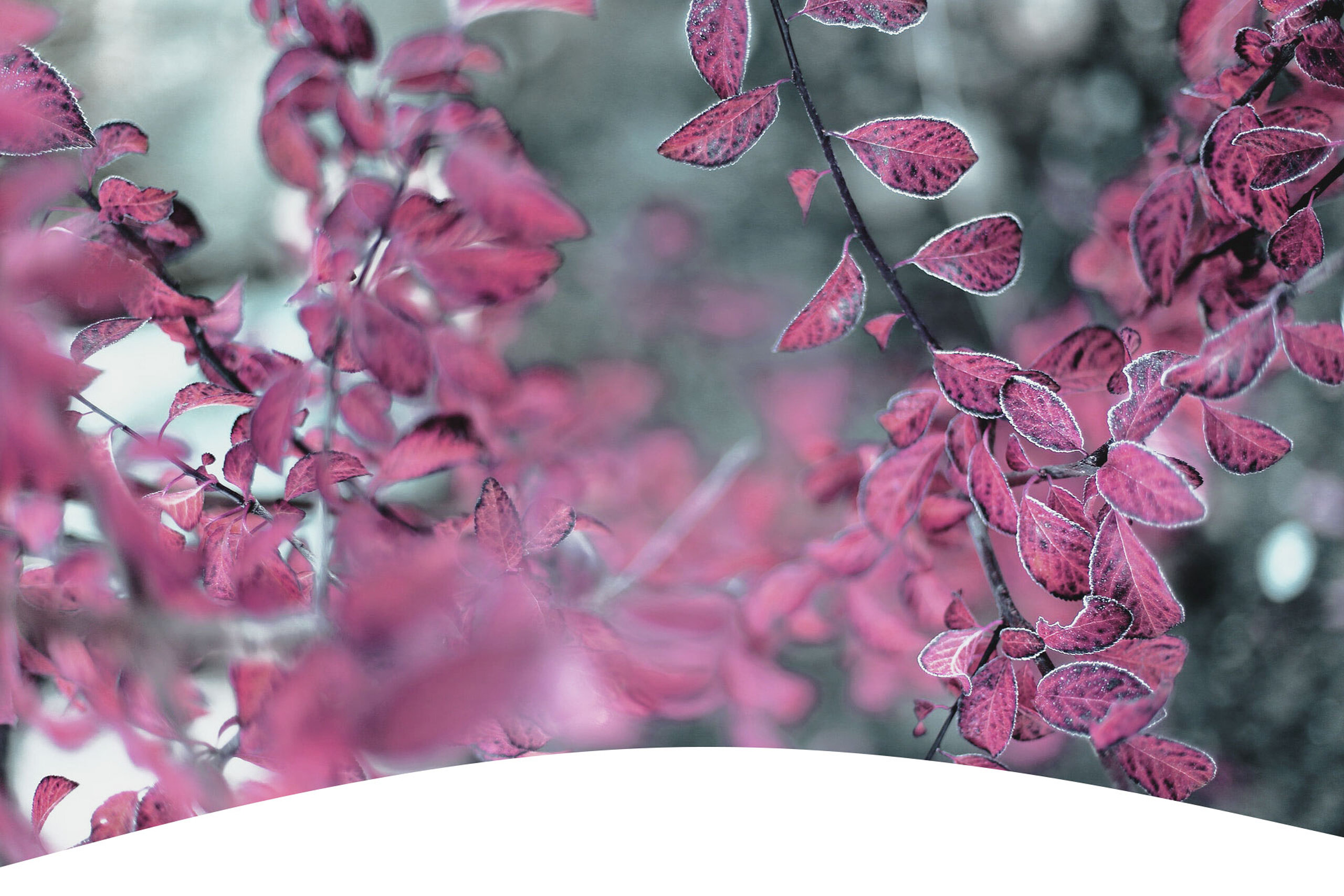 Farbenfrohe Blätter im Winter