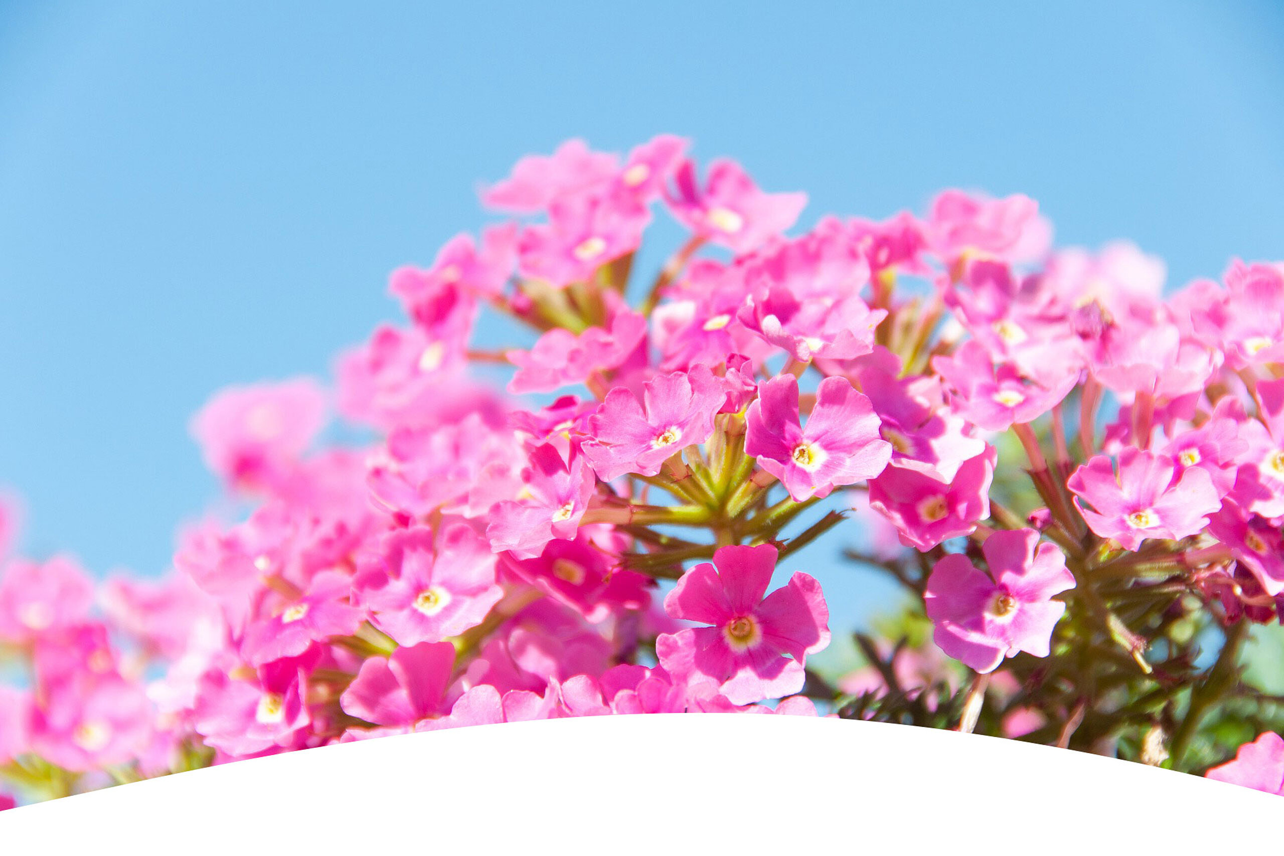 Sommerliche farbenfrohe Sträucher