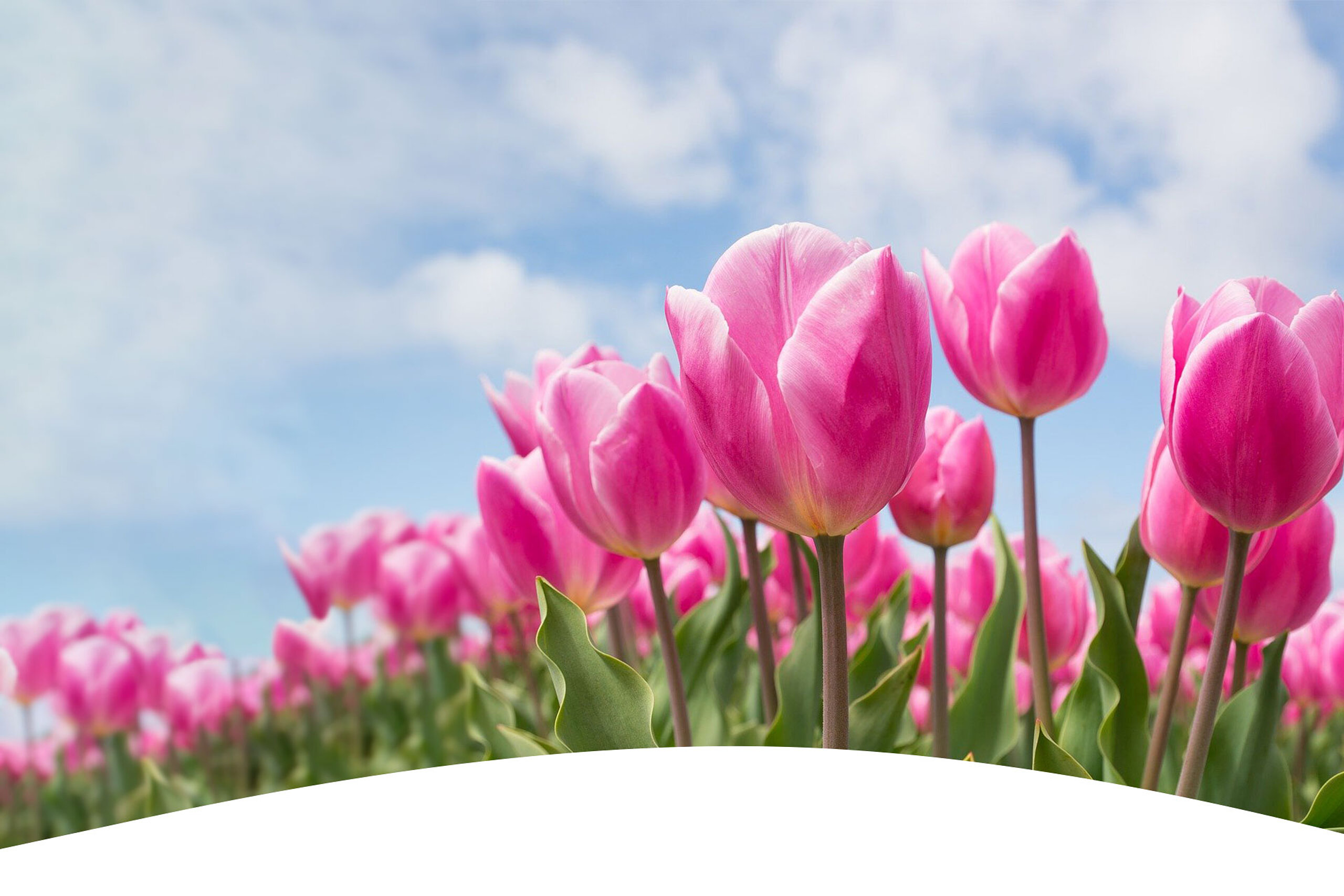 Feld mit Tulpen im Frühling